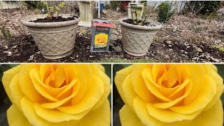 Planting the Sol Desire Floribunda Rose a Costco Gem [upl. by Adnomar355]