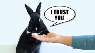 10 Signs Your Rabbit REALLY Trusts You [upl. by Innej]