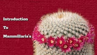 Mammillaria Collection Tour  Introduction mammillaria cactus [upl. by Faina704]