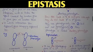 Epistasis Genetics  Bombay Phenotype  Class 12 Biology [upl. by Odlaniger]