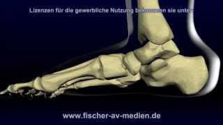 Der Fuß  kurz und bündig  Animation  Anatomie  Foot [upl. by Sherl]