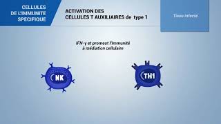 Lymphocytes T collaborateurs 1 [upl. by Louls]