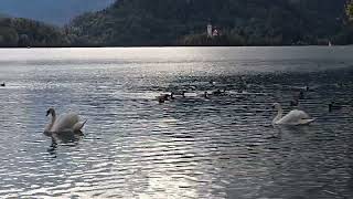 20241006 BLED blejsko jezero ANSERIFORMES Cygnus olor LABOD GRBEC [upl. by Smart]