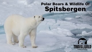 Polar Bears and Wildlife of Spitsbergen Svalbard [upl. by Darbee392]