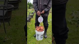 How Much Does Your Sweet Potato Harvest Weigh gardening garden urbangardening [upl. by Guthrie]