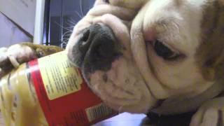 Funny English Bulldog Loves Eating Peanut Butter and Being Cute [upl. by Halstead]