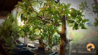 How to buy bonsai Trees a Guide to Choosing Bonsai Trees for Beginners [upl. by Bergerac366]