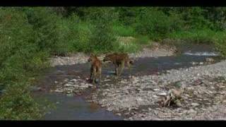 Glacier National Park DVD part 1 [upl. by Tanney]