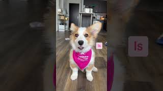 My girly secret 🤫🤭💕✨ corgipuppy girlygirl [upl. by Gilligan]