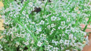 aliso de mar o aliso marítima o lobularia marítima símbolobeneficiosconsejos y precauciones etc [upl. by Imrots]