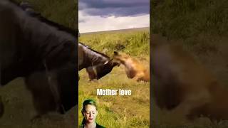 Wildebeast protect her child from hyeina wildebeast wildebeests animals shortfeed wildlife [upl. by Urania]