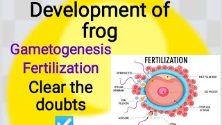 Development of Frog  Class 12  Zoology [upl. by Enrobyalc]