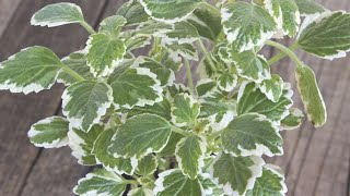 Poda y reproducción del incienso Plectranthus coleoides  Bricomanía  Jardinatis [upl. by Monahon140]