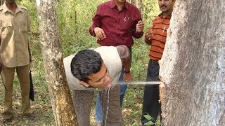 Terminalia Tomentosa Tree Stores Water Inside Its Trunk Watch People Drinking Its Water [upl. by Lerred]