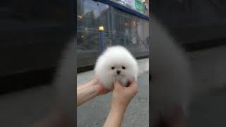 Cute white miniteacup Pomeranian puppy video😘💖 [upl. by Ahsitra]