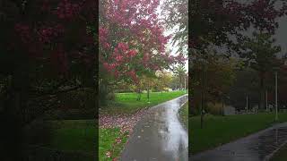 Fall rainy day at UVic [upl. by Trenna78]