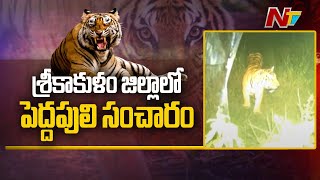 Tiger Spotted In Srikakulam Districts Pathapatnam  Ntv [upl. by Adlesirhc]