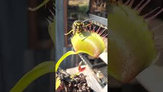 Wasp vs Venus Flytrap an epic battle [upl. by Marguerie168]