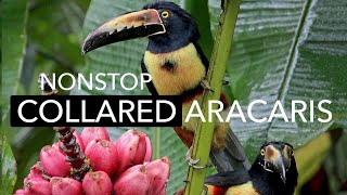 Three Actionpacked Minutes Of Vibrant Collared Aracaris On The Panama Fruit Feeders  Cornell Lab [upl. by Vaclav879]