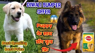 Diwali Bumper Offer  Labrador Double Coat Gsd Pup Sale In Low Price Full Healthy Puppy [upl. by Elnar]