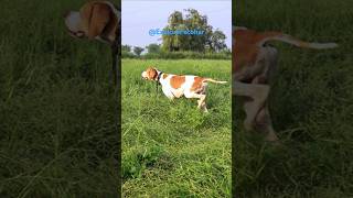 Pointer Dogs Training  Rain Quail Hunting with Net and Pointer Dog dog [upl. by Elum]