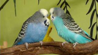 Budgies Singing and Talking to Each Other [upl. by Longfellow]