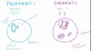 The difference between prokaryotic and eukaryotic cells  Cell structure and function  meriSTEM [upl. by Lletnahc]