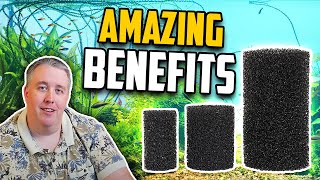 Why Using a PreFilter Sponge is Vital for Your Aquarium [upl. by Dnaltruoc]