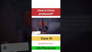 Excretion class 10 animation Life processes how is urine produced lifeprocesses cbse class10 [upl. by Addie]