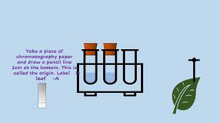 AQA A LEVEL BIOLOGY  REQUIRED PRACTICAL 7 CHROMATOGRAPHY [upl. by Cioffred665]