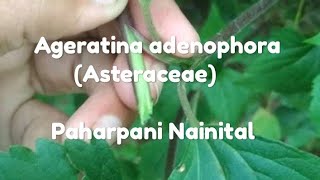 Ageratina adenophora [upl. by Alset]