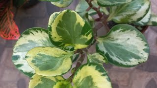 Como fazer muda da peperomia obtusifolia variegata e dicas de substrato [upl. by Hermon889]