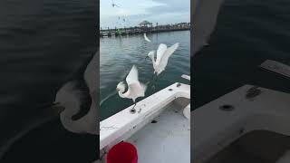 Bird take over annamariaisland fishing wildlife birds [upl. by Llewen]