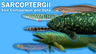 SARCOPTERYGII FISH  Size Comparison and Data The so call quotLobefinned fishquot [upl. by Sola]