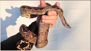 Manny the greatest of Nicaraguan Boas [upl. by Eahs]