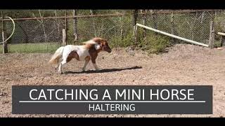 Catching a Mini Horse to halter  When she doesnt want to be caught [upl. by Camel]