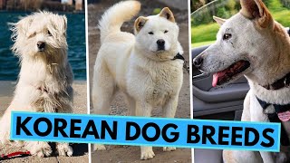 All Korean Dog Breeds  Jindo Sapsali Pungsan and Others [upl. by Ortrud]