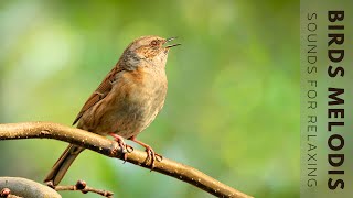 Beautiful Birdsong  Relaxing Bird Singing Nature Sounds Dispels Fatigue And Reduces Stress [upl. by Seen]