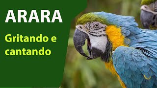 arara caninde gritando ara ararauna macaw [upl. by Remat]