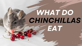 What Do Chinchillas Eat [upl. by Felike]