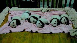 Dreaming Panda Babies Are ADORABLE [upl. by Acino578]