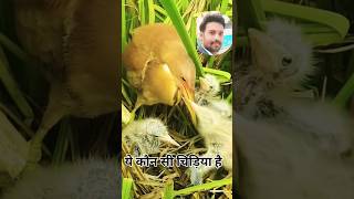 Beautiful babybird eating ytshorts birds youtubeshorts beautifulnest birdnest eating wildlife [upl. by Haela705]