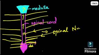 SPINAL CORD ANATOMY PART 1 MALAYALAM NEET PGFMGE [upl. by Buroker298]