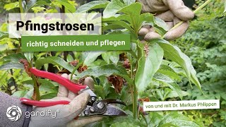 So bleiben Pfingstrosen kräftig und gesund Rückschnitt nach der Blütezeit  gardify Tipps [upl. by Ogeid]