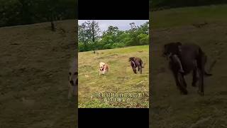 Chase me if you Can 😂 🐕🐇 🐕 animals dogs wildlife nature funny shorts XiaoluAnimalWorld [upl. by Artenahs]