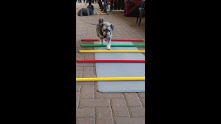 Workshop grondoefeningen met je hond  Sport en Spel voor Dieren [upl. by Epilef]