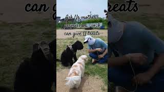 Get Ur mothers permissionpets adoption dog pets mannerisms [upl. by Johnath341]