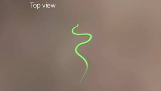 Development of a 3D model of the flying snake Chrysopelea paradisi from motioncapture data [upl. by Rebmit]