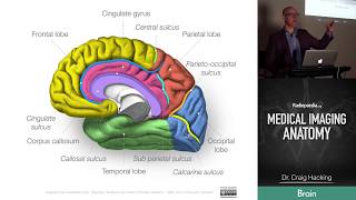 Radiopaedias Medical Imaging Anatomy Course  Trailer [upl. by Bobseine832]