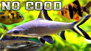 7 Terrible Fish for your Community Aquarium [upl. by Esinahs583]